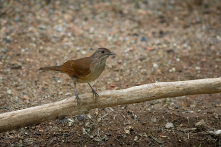 Cocoa Thrush bird (Turdus fumigatus)