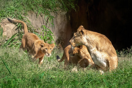 Lioness with cubs (Panthera leo)の写真素材