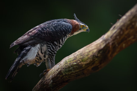 Ornate Hawk-eagle (Spizaetus ornatus) - Bird of Preyの写真素材