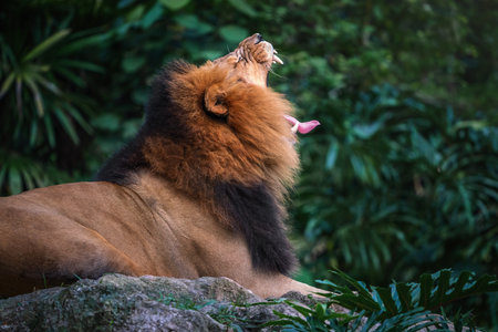 Male Lion with open mouth (Panthera leo)の写真素材