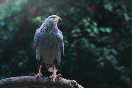 Chaco Eagle (Buteogallus coronatus) - Bird of Preyの写真素材