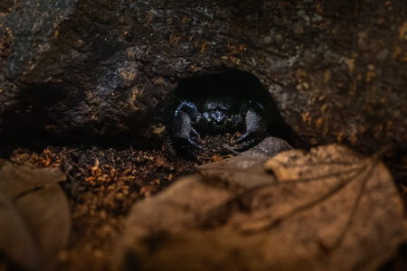Emperor Scorpion (Pandinus imperator) - African arachnid