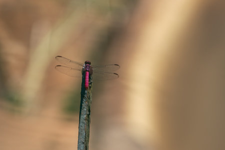 Male Carmine Skimmer (Orthemis discolor) - Pink Dragonfly