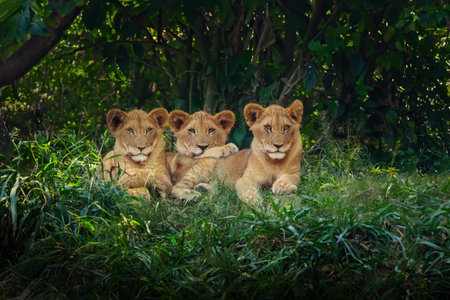 Three Lion Cubs (Panthera leo)の写真素材