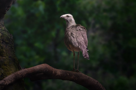 Black-legged Seriema bird (Chunga burmeisteri)の写真素材