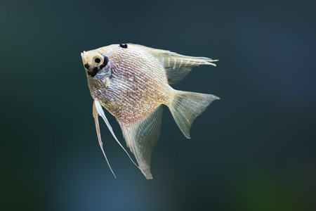 Ghost Angelfish (Pterophyllum scalare) - Freshwater Fishの写真素材