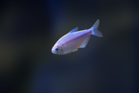 Pink Banded Astyanax (Astyanax fasciatus) - Freshwater Fishの写真素材