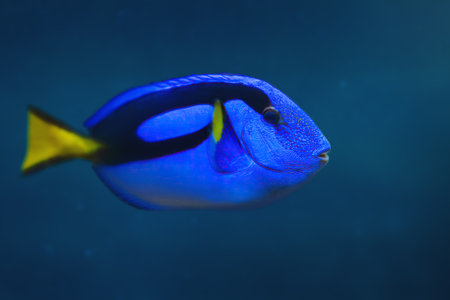 Royal Blue Tang (Paracanthurus hepatus) - Marine Fishの写真素材
