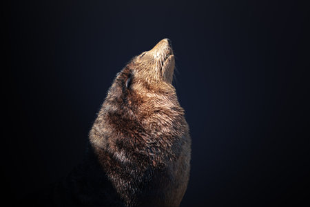 Subantarctic Fur Seal (Arctocephalus tropicalis)の写真素材