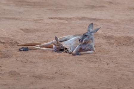 Red Kangaroo mother with baby (Osphranter rufus)の写真素材