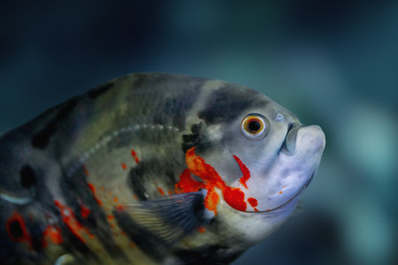 Tiger Oscar (Astronotus ocellatus) - Freshwater Fishの写真素材
