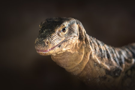 Asian Water Monitor lizard (Varanus salvator)の写真素材