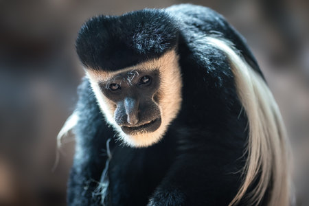Mantled Guereza mokey (Colobus guereza)