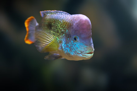 Green Terror (Andinoacara rivulatus) - Freshwater Fish