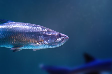 Atlantic Tarpon fish (Megalops atlanticus)の写真素材
