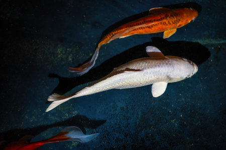 White Koi Fish (Cyprinus carpio)の写真素材