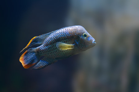 Green Terror (Andinoacara rivulatus) - Freshwater Fishの写真素材