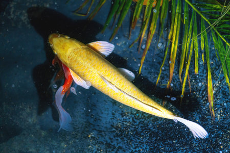 Yellow Koi Fish (Cyprinus carpio)の写真素材