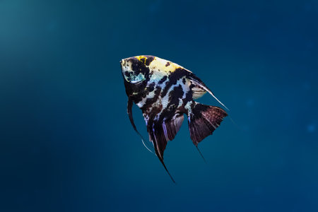 Marble Angelfish (Pterophyllum scalare) - Freshwater Fishの写真素材