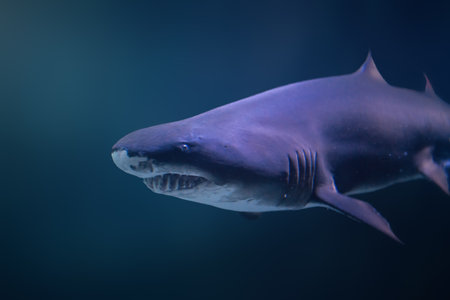 Sand Tiger Shark (Carcharias taurus)の写真素材