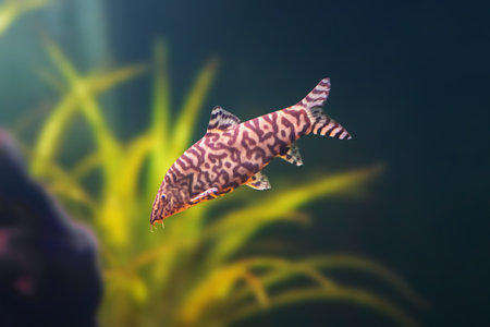 Yoyo Loach (Botia almorhae) - Freshwater fishの写真素材
