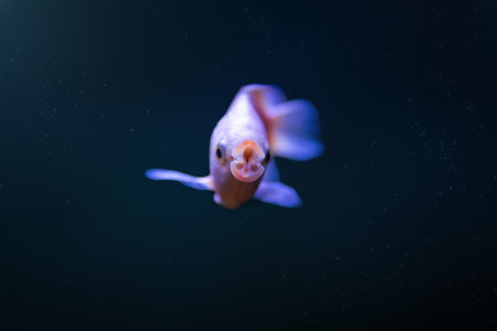 Kissing Gourami (Helostoma Temminckii) - Freshwater Fishの写真素材