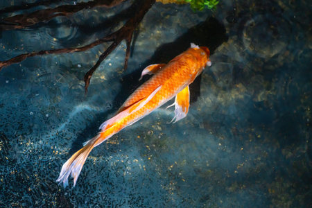 Decorative Koi Fish (Cyprinus carpio)