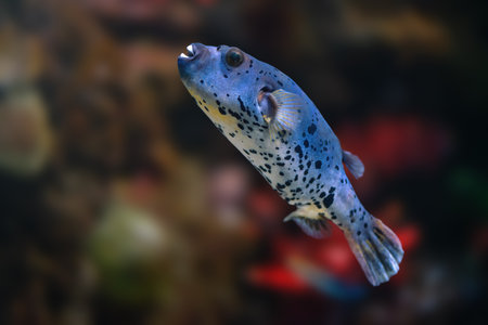 Blackspotted Puffer fish (Arothron nigropunctatus) or Dog-faced Pufferの写真素材