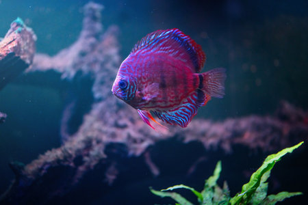Blue Discus (Symphysodon aequifasciatus) - Freshwater Fish