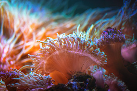 Long Tentacle Anemone (Macrodactyla doreensis)の写真素材