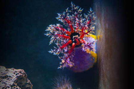 Violet Sea Apple (Pseudocolochirus violaceus) with red tentaclesの写真素材