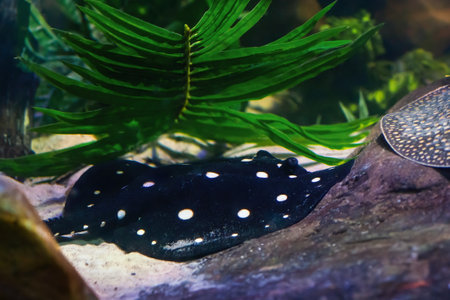 Bigtooth River Stingray (Potamotrygon henlei)の写真素材