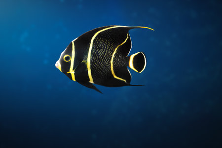 Juvenile French Angelfish (Pomacanthus paru) - Marine Fishの写真素材