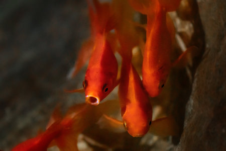 Goldfish gasping out of water (Carassius auratus) - Freshwater pet fishの写真素材