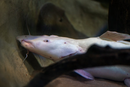 Leucistic Spotted Sorubim Catfish (Pseudoplatystoma corruscans) - Freshwater Fishの写真素材