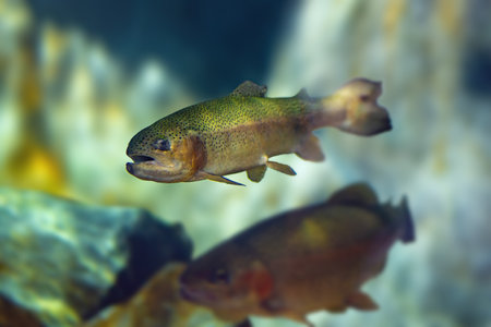 Rainbow Trout (Oncorhynchus mykiss) - Freshwater fishの写真素材