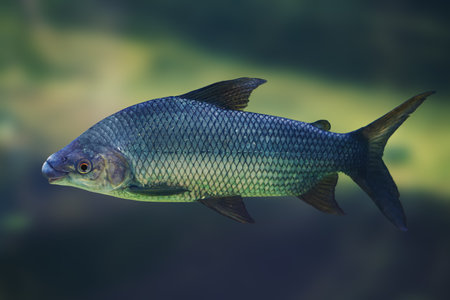 Streaked prochilod (Prochilodus lineatus) - Freshwater fishの写真素材