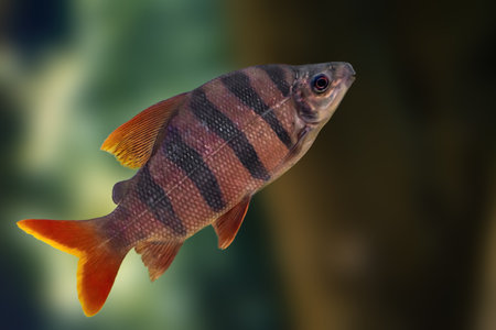 Six-banded Distichodus (Distichodus sexfasciatus) - Freshwater fishの写真素材