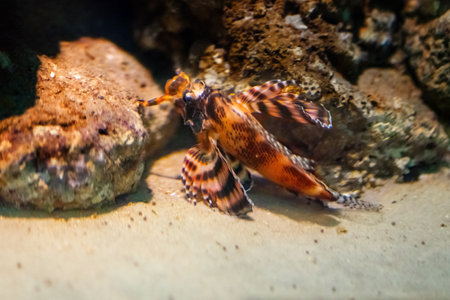 Ocellated Lionfish (Dendrochirus biocellatus) - Marine fishの写真素材