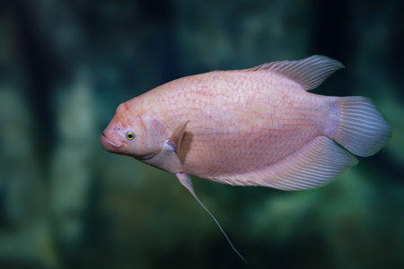 Albino Giant Gourami (Osphronemus goramy) - Freshwater fishの写真素材