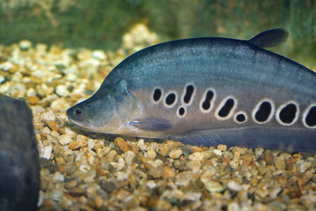 Clown Featherback (Chitala ornata) - Freshwater fishの写真素材