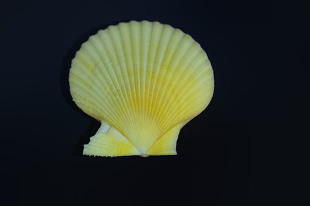 Yellow Scallop Shell (Mimachlamys crassicostata) - Seashellの写真素材