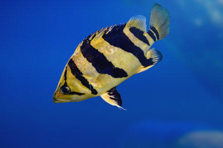 Indonesian Tiger datnoid (Datnioides microlepis) - Freshwater fishの写真素材