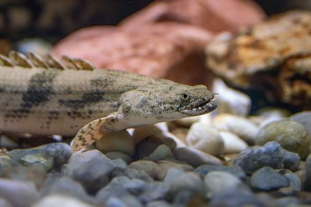 Saddled Bichir (Polypterus endlicheri) - Freshwater fishの写真素材