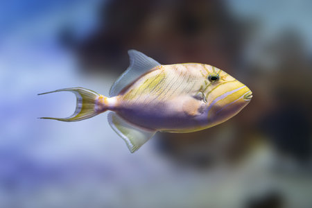 Queen Triggerfish (Balistes vetula) - Marine fishの写真素材