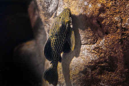 Royal pleco (Panaque armbrusteri) - Freshwater fishの写真素材