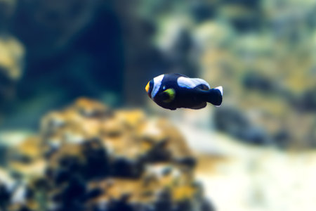 Saddleback Clownfish (Amphiprion polymnus) - Marine fishの写真素材