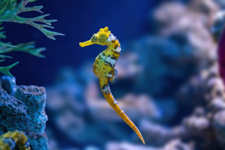 Yellow Slender Seahorse (Hippocampus reidi) or Longsnout Seahorseの写真素材