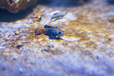 Mandarin Fish (Synchiropus splendidus) - Marine fishの写真素材