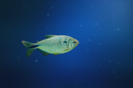 Yellow-tail Lambari (Astyanax altiparanae) - Freshwater fish